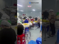 WG210 ইলেকট্রিক ইন্ডাস্ট্রিয়াল ডয়প্যাক শুকনো ফলের জন্য প্রিমেড পকেট প্যাকিং মেশিন